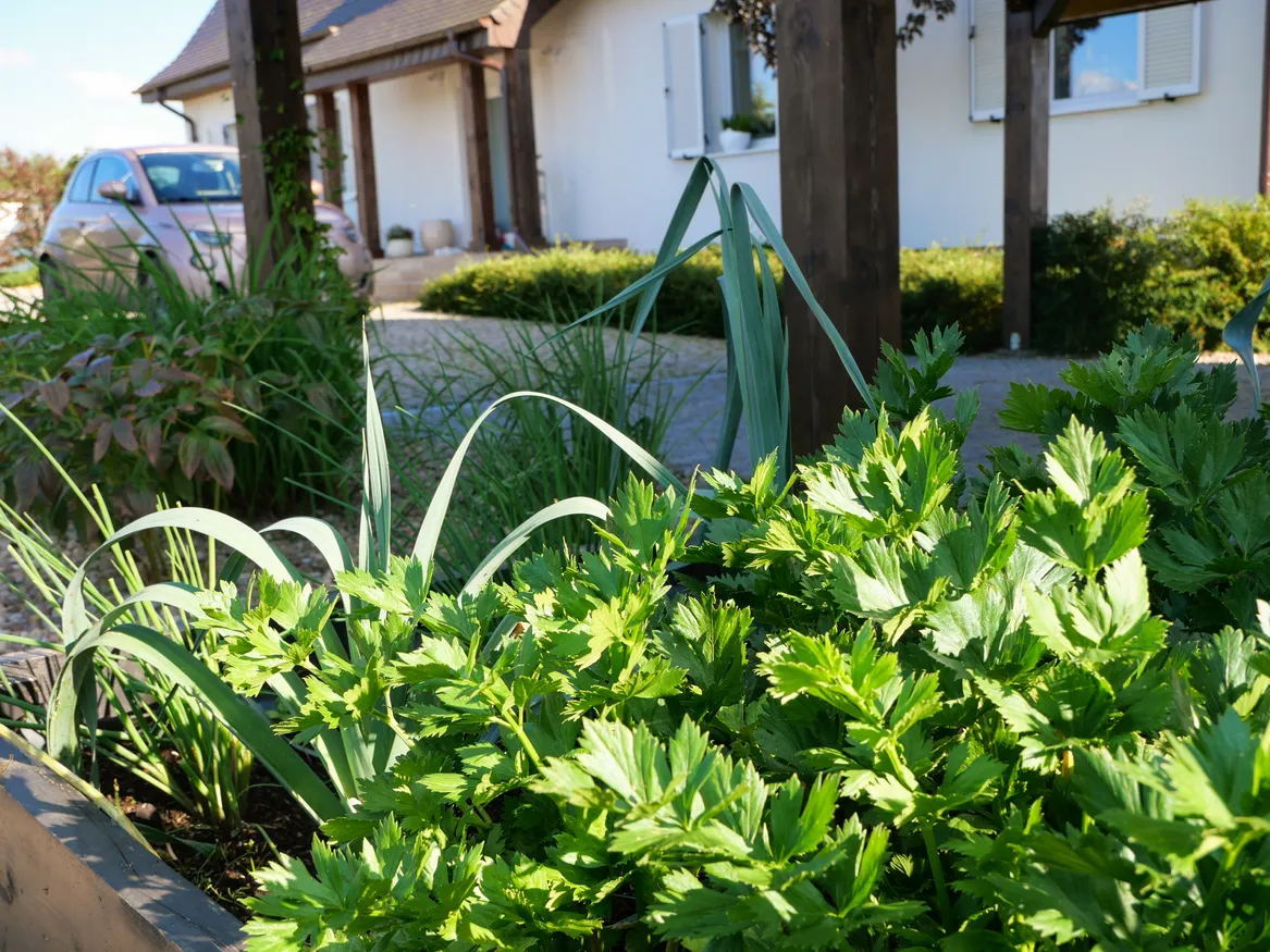 Podwyższona grządka w strefie warzywnej. Lubczyk, por i szczypiorek.