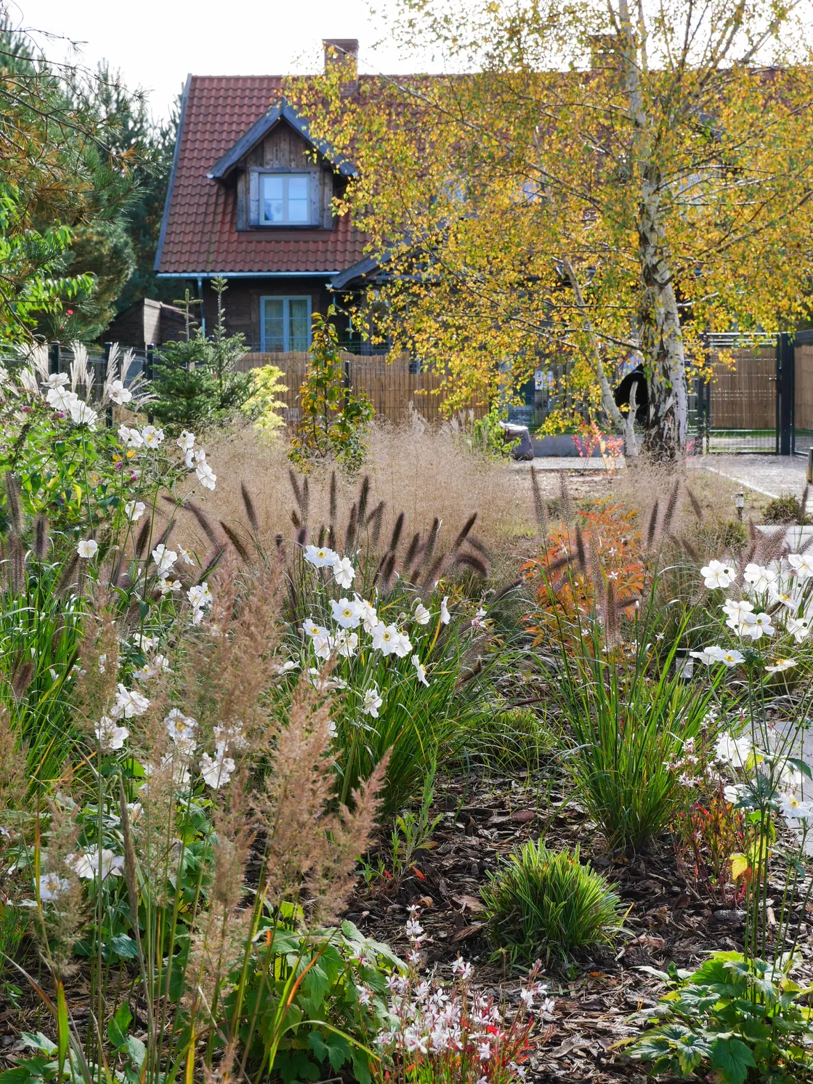 Rabata z zawilcami jesiennymi i trawami. Brzoza w tle.