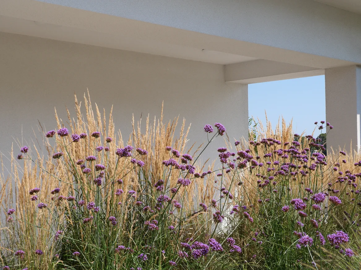 Rabata przed domem z trzcinnikiem ostrokwiatowym i werbeny patagońskiej