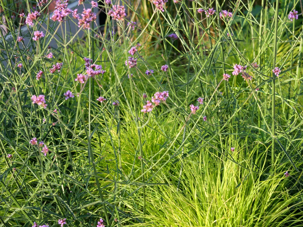 Werbena patagońska i trawy.