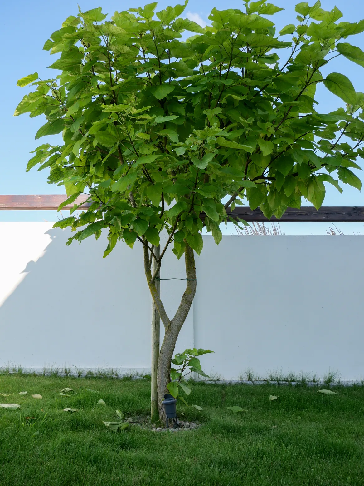 Katalpa na tle białego muru.