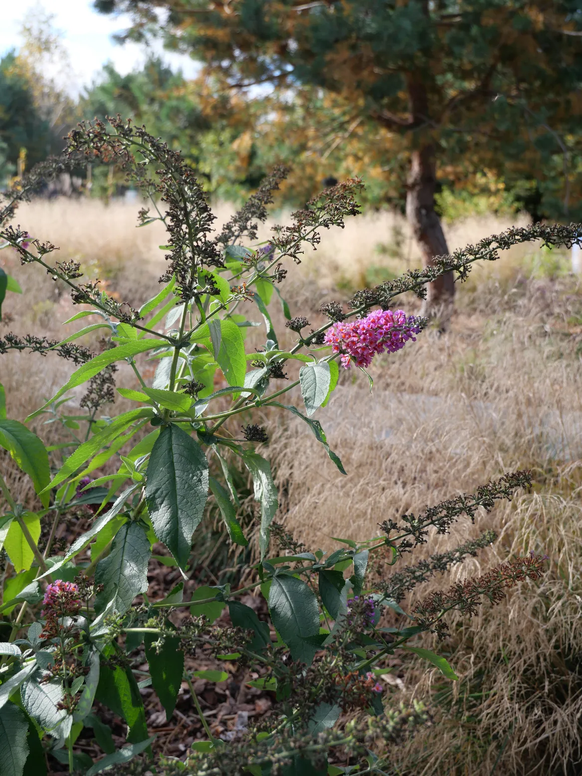 Budleja na tle śmiałków darniowych jesienią w Lubiatowie.