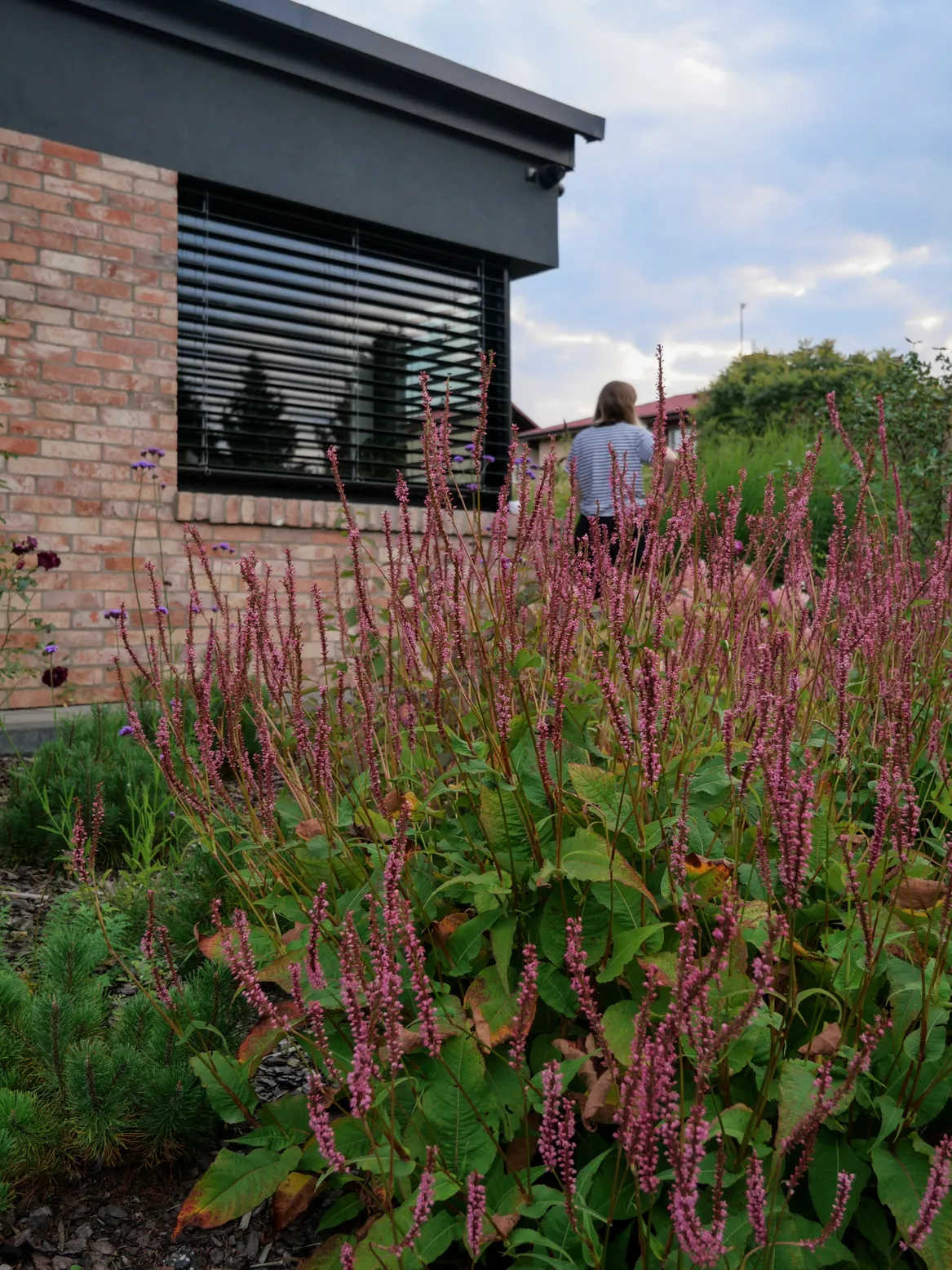 Rdest z kosodrzewiną