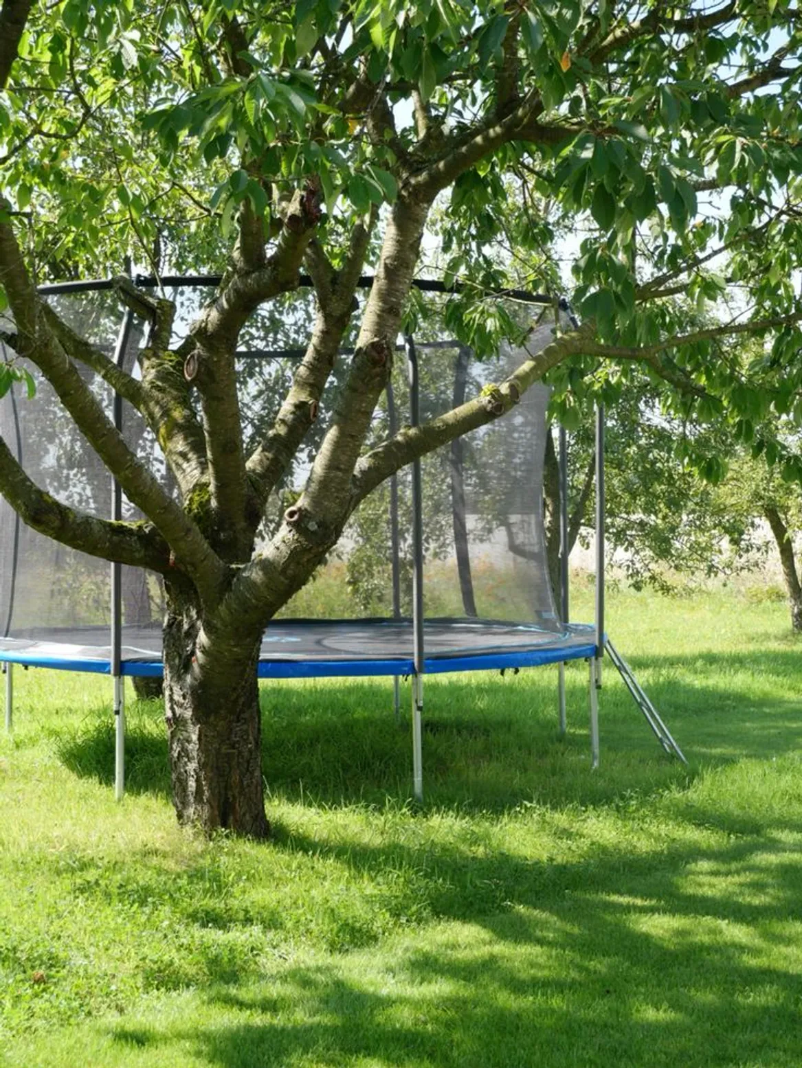 Czereśnia i trampolina na trawie.