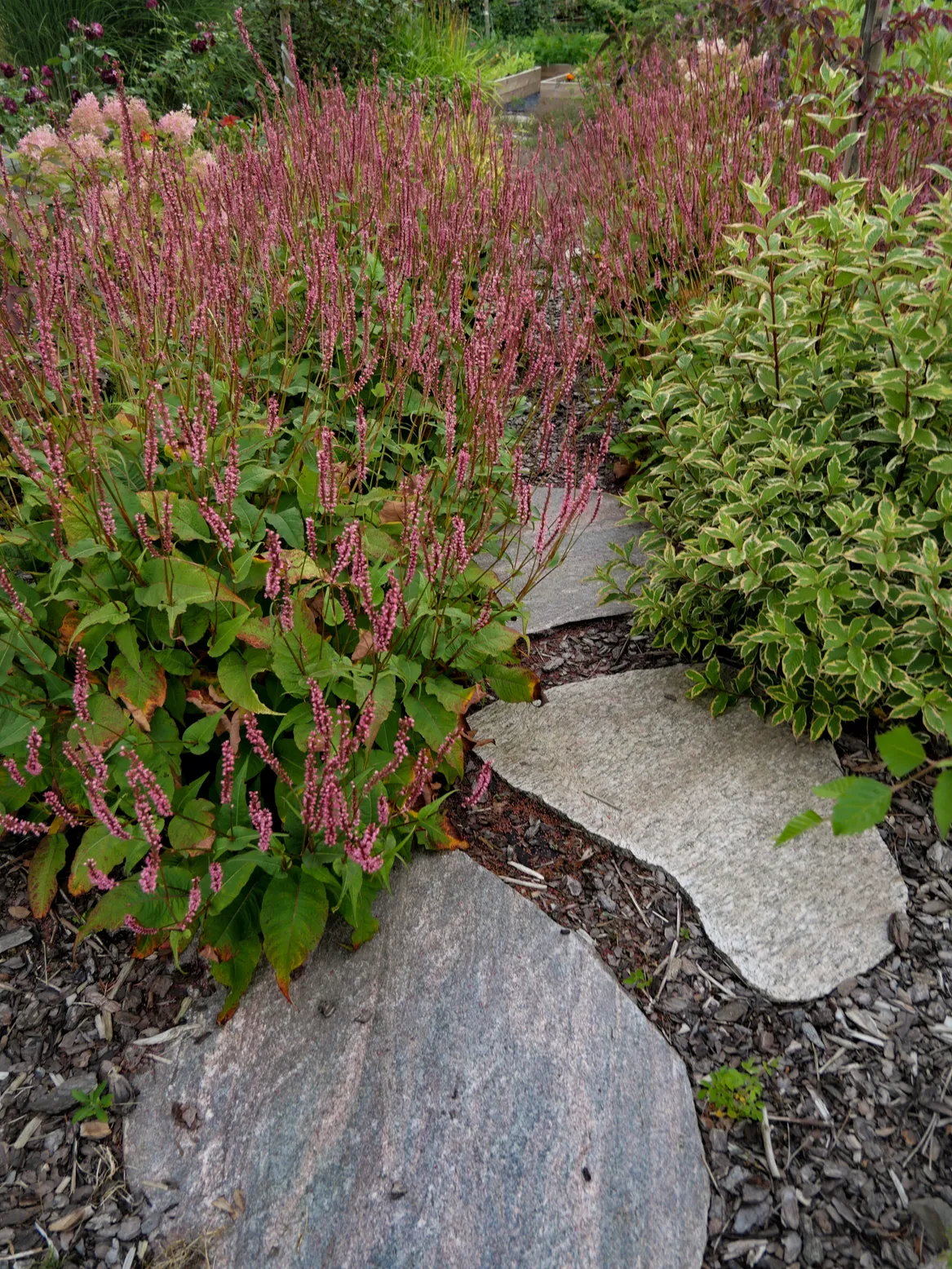 Ścieżka kamienna między bylinami