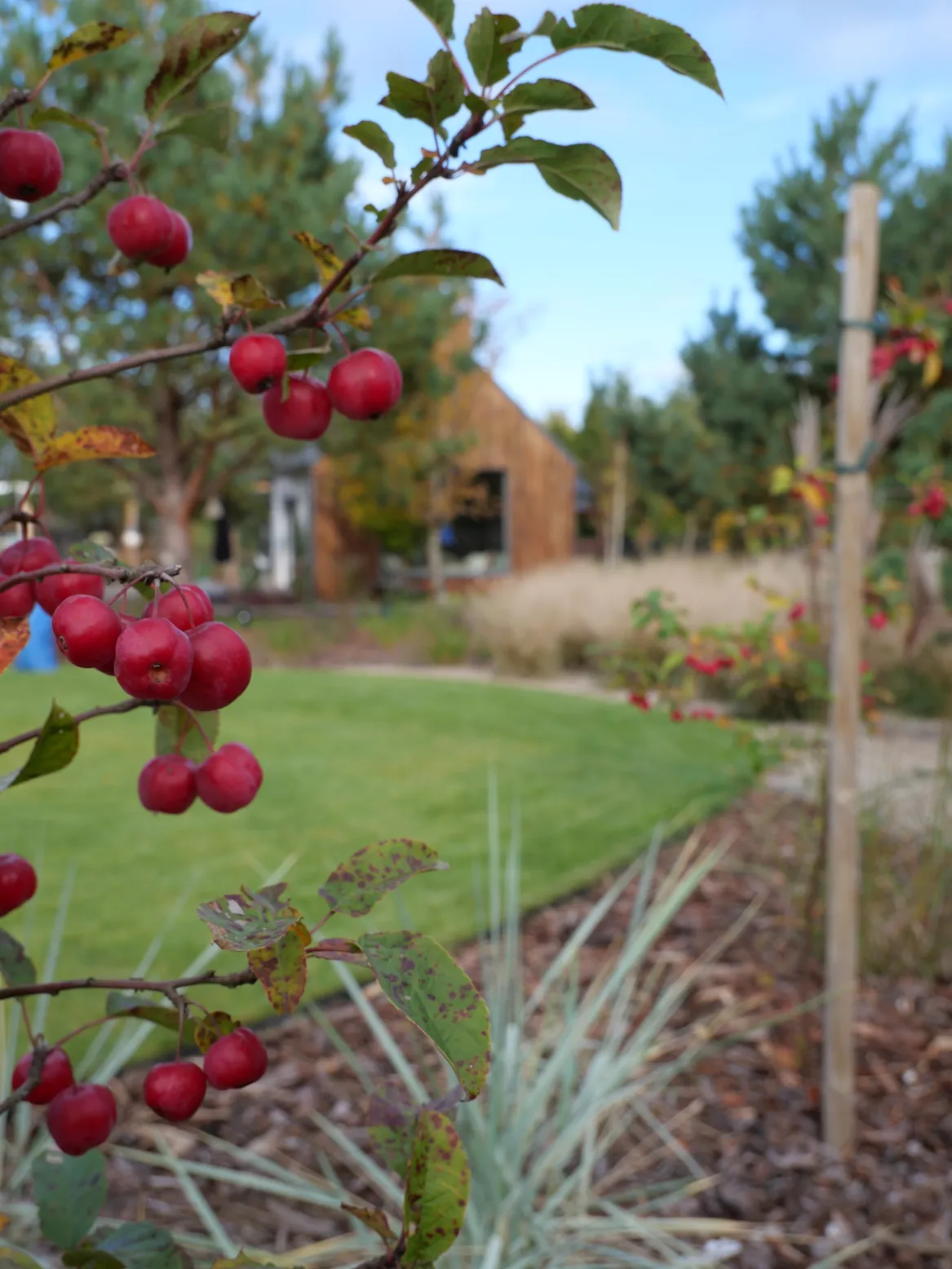 Rajska jabłoń na tle ogrodu.