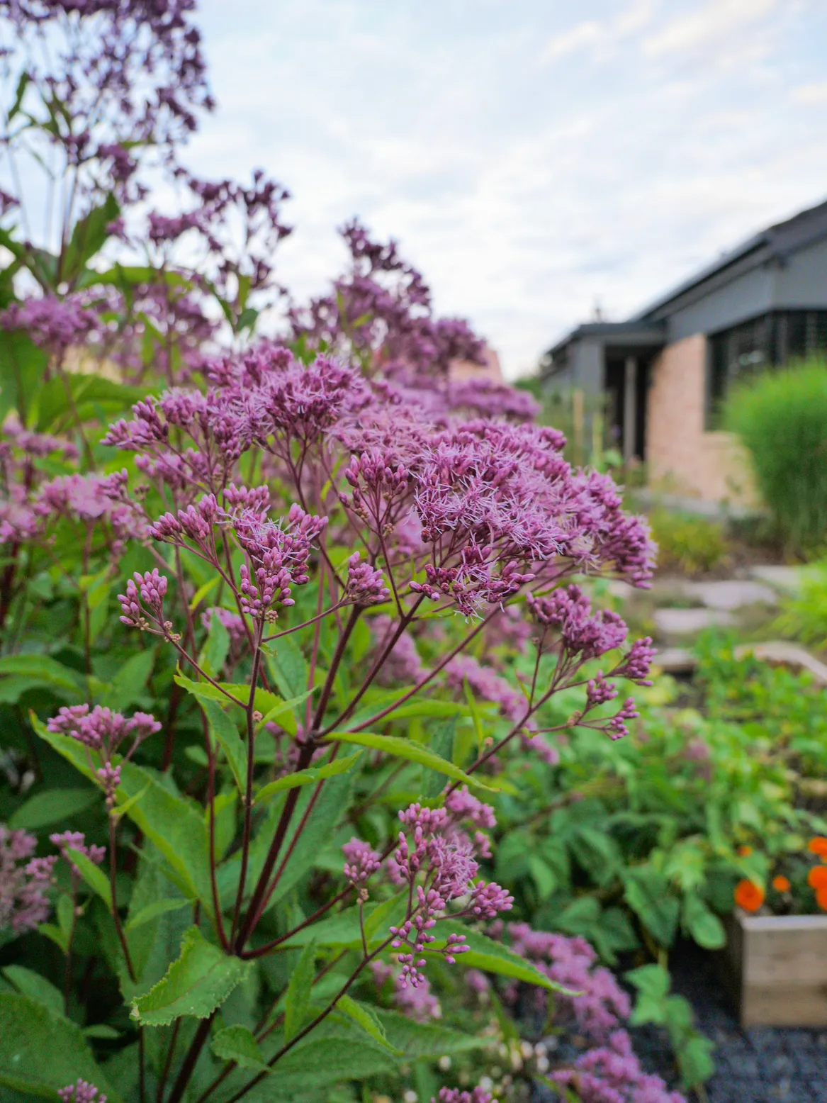 Rabata przy strefie warzywnej.