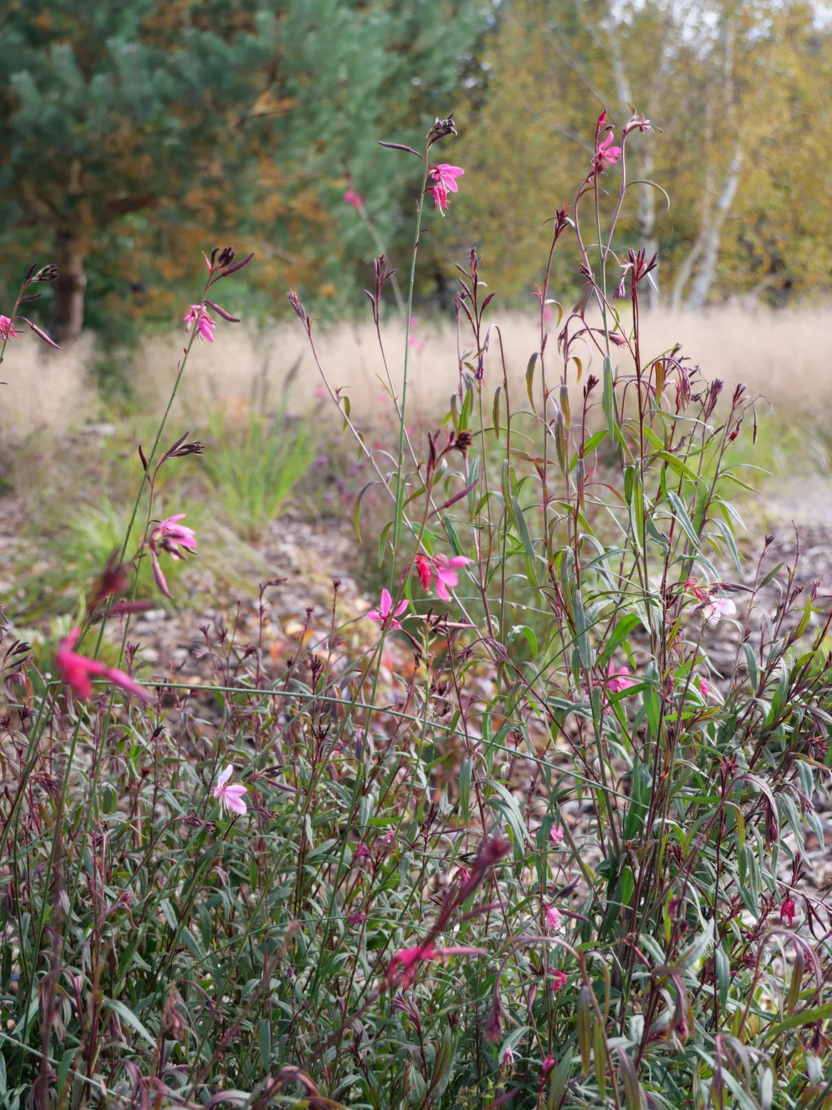 Różowe gaury na tle śmiałków i sosen.