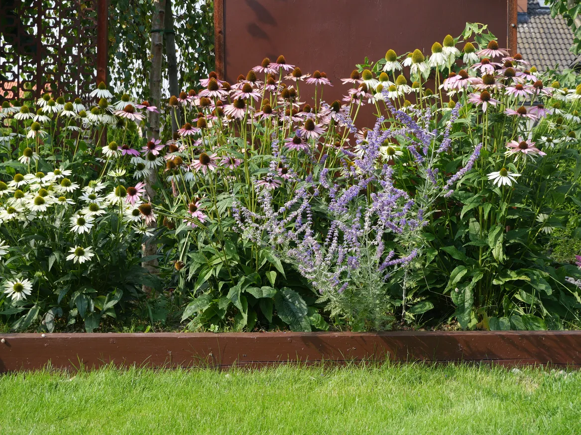 Kolorowa rabata bylinowa.