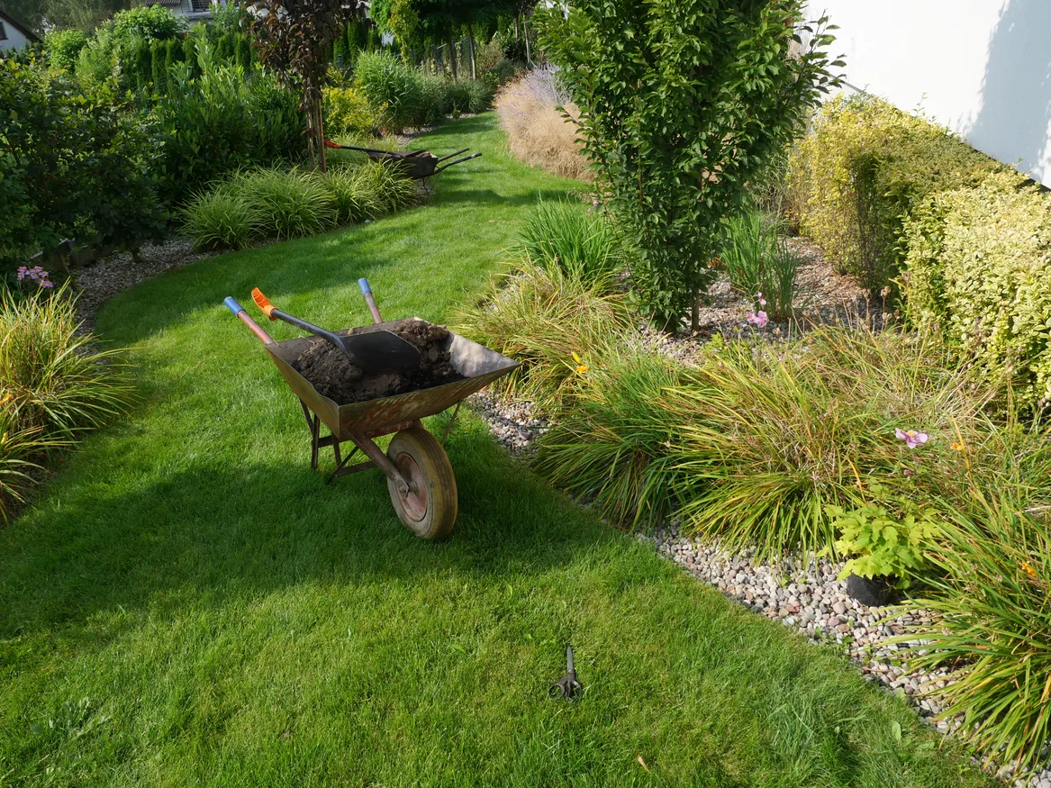 Zdjęcie z dosadzania roślin. Taczka wypełniona ziemią na trawniku. Rabaty bylinowe. 