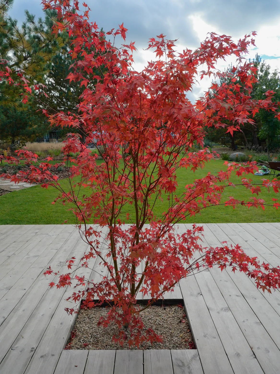 Czerwony klon w tarasie przy domu wypoczynkowym nad morzem w Lubiatowie.