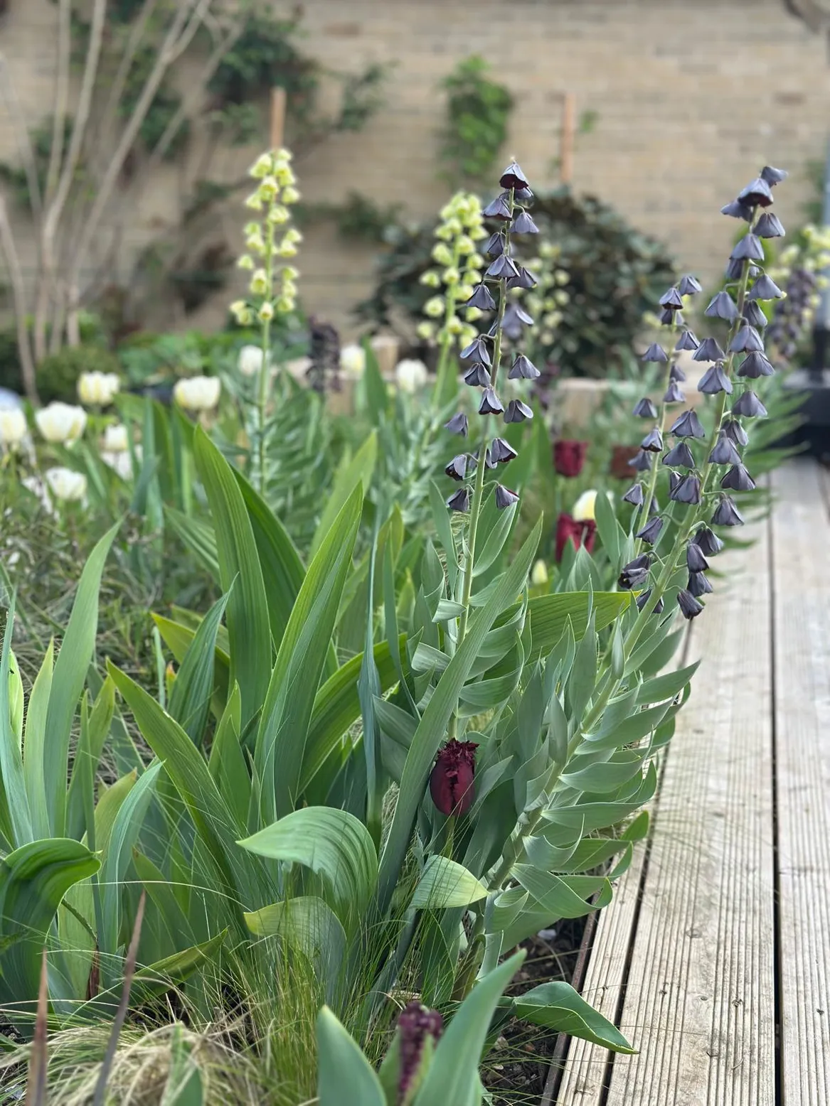 Zbliżenie na rabatę wczesnowiosenną z roślinami cebulowymi: szachownica perska, tulipany, irysy bródkowe