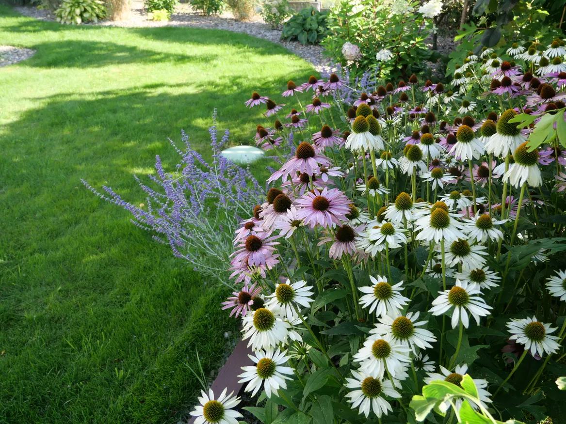 Kompozycja  bylin na dolnym piętrze ogrodu.