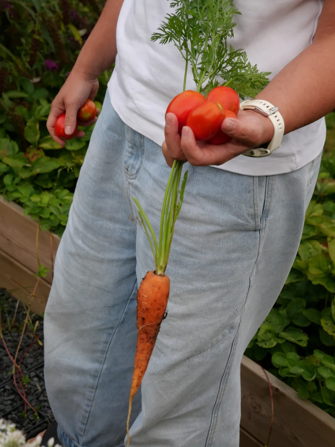 Plony ogrodowe - pomidory i marchewka.