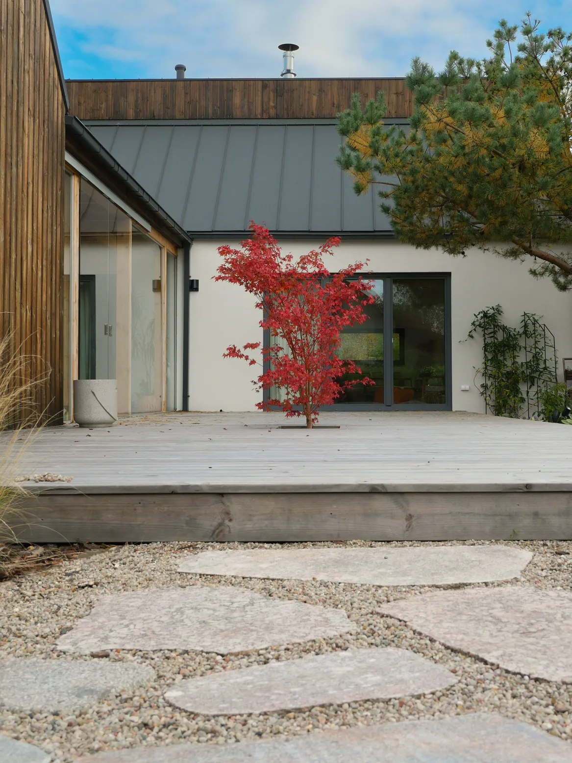 Czerwony klon palmowy na głównym rtarasie. Kamienna ścieżka prowadząca do tarasu.