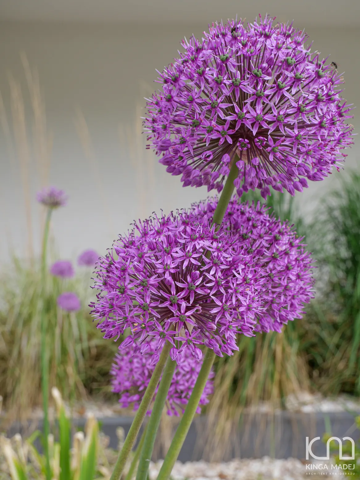 MIędzy trawami widoczne są fioletowe czosnki olbrzymie.