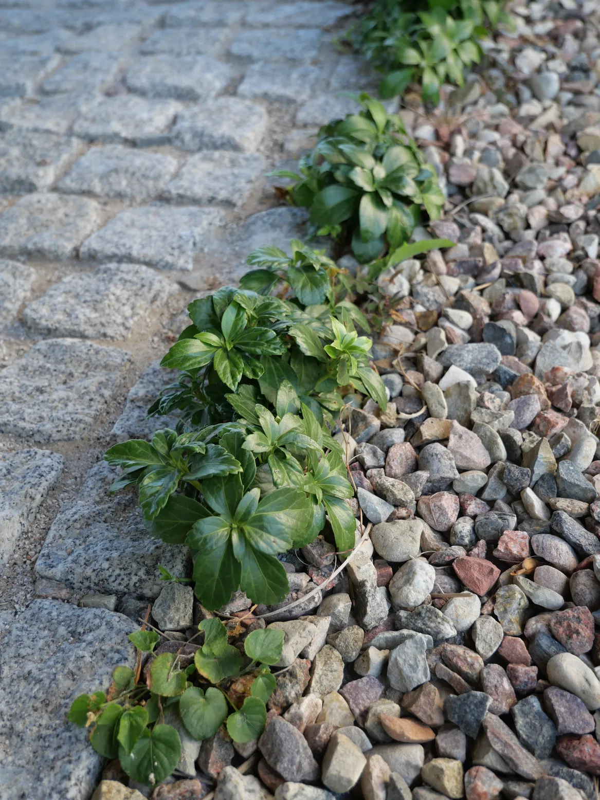 Obrzeże przy kostce granitowej porośnięte runianką. Żwir ogrodowy.