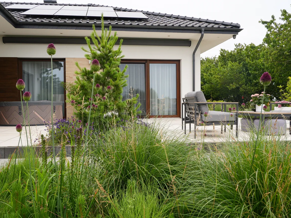 Widok na strefę tarasową, rabata z rozplenicą, sosną kosodrzewiną, latrią kłosową i czosnkami główkowatymi.