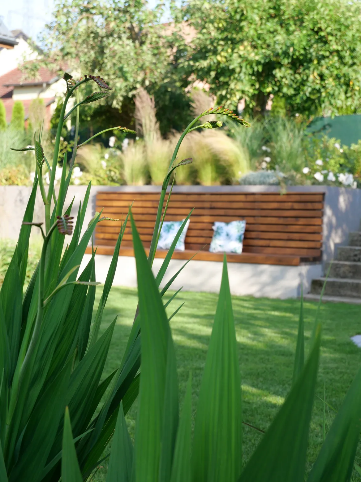 Trytoma groniasta. W tle murowana ławka z drewnianym siedziskiem.