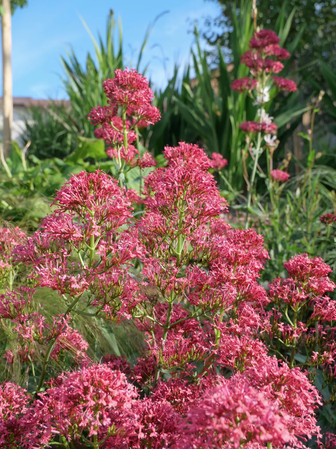 Ostrogowiec czerwony