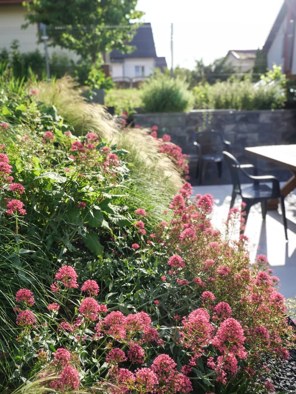 Ostrogowiec, rdest i ostnice