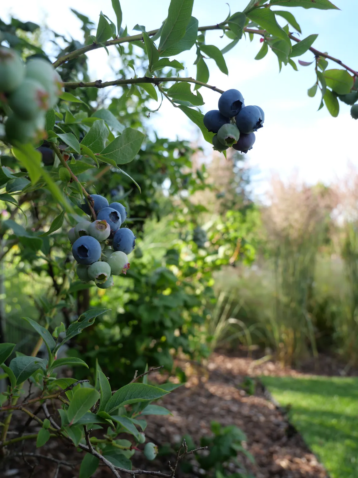 Borówka amerykańska