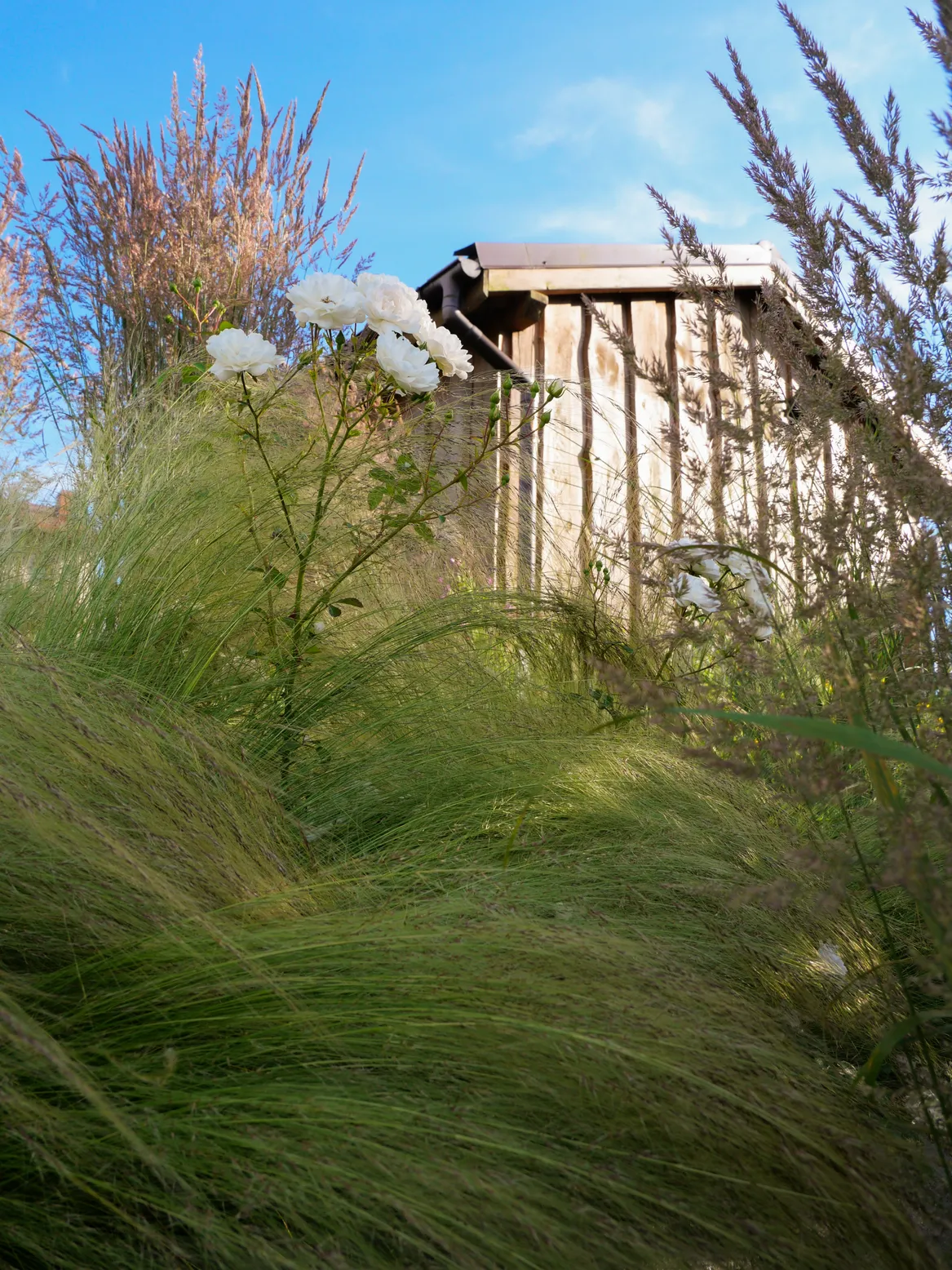 Ostnice, róże i trzcinniki