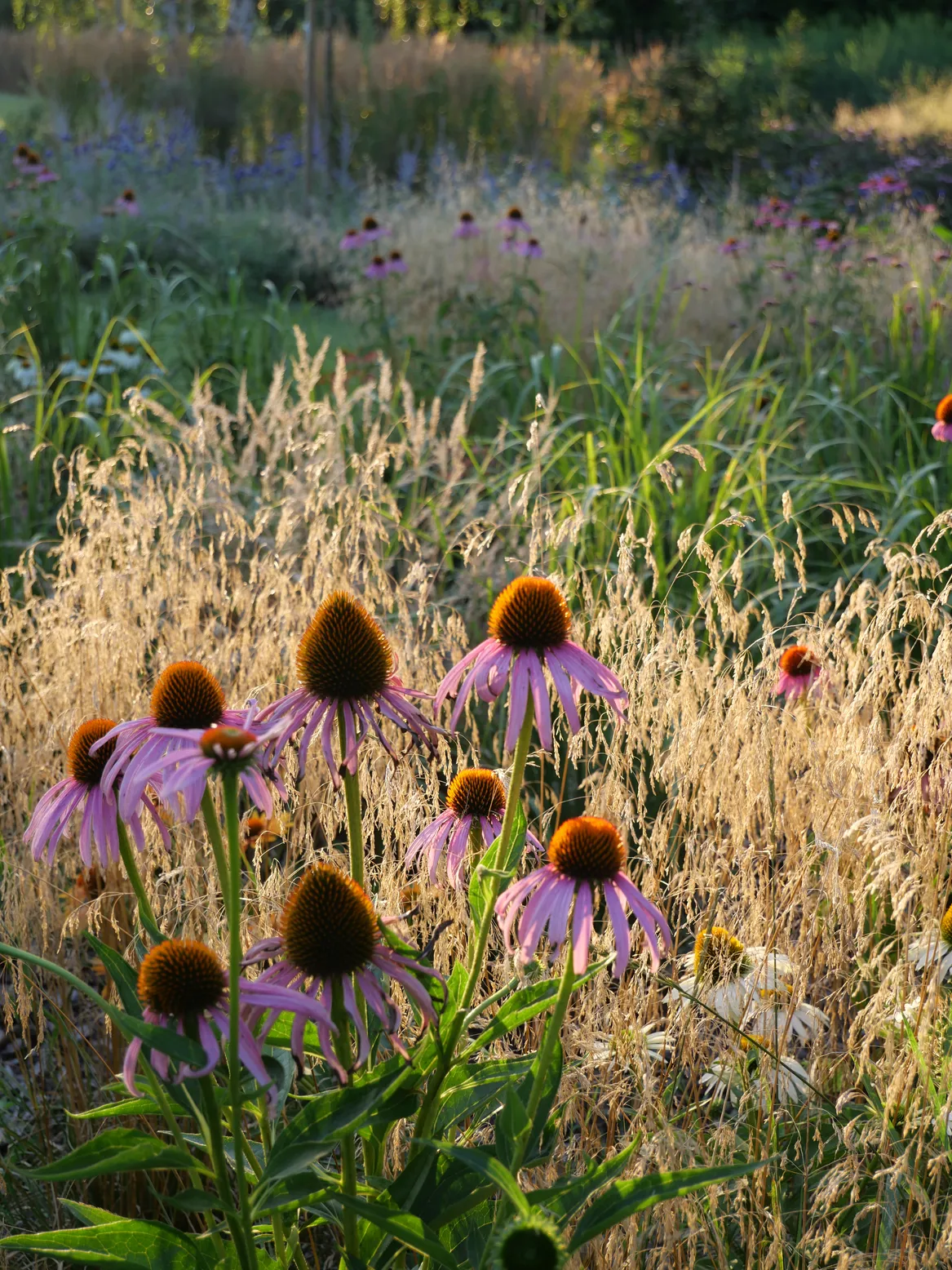 Jeżówki na tle traw. Ogród nad rzeką Sochaczew.