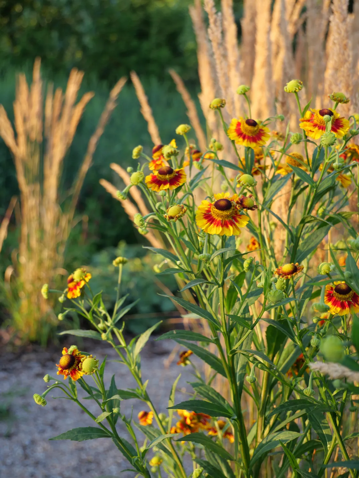 Dzielżan. Ogród przy domu nad rzeką w Sochaczewie.