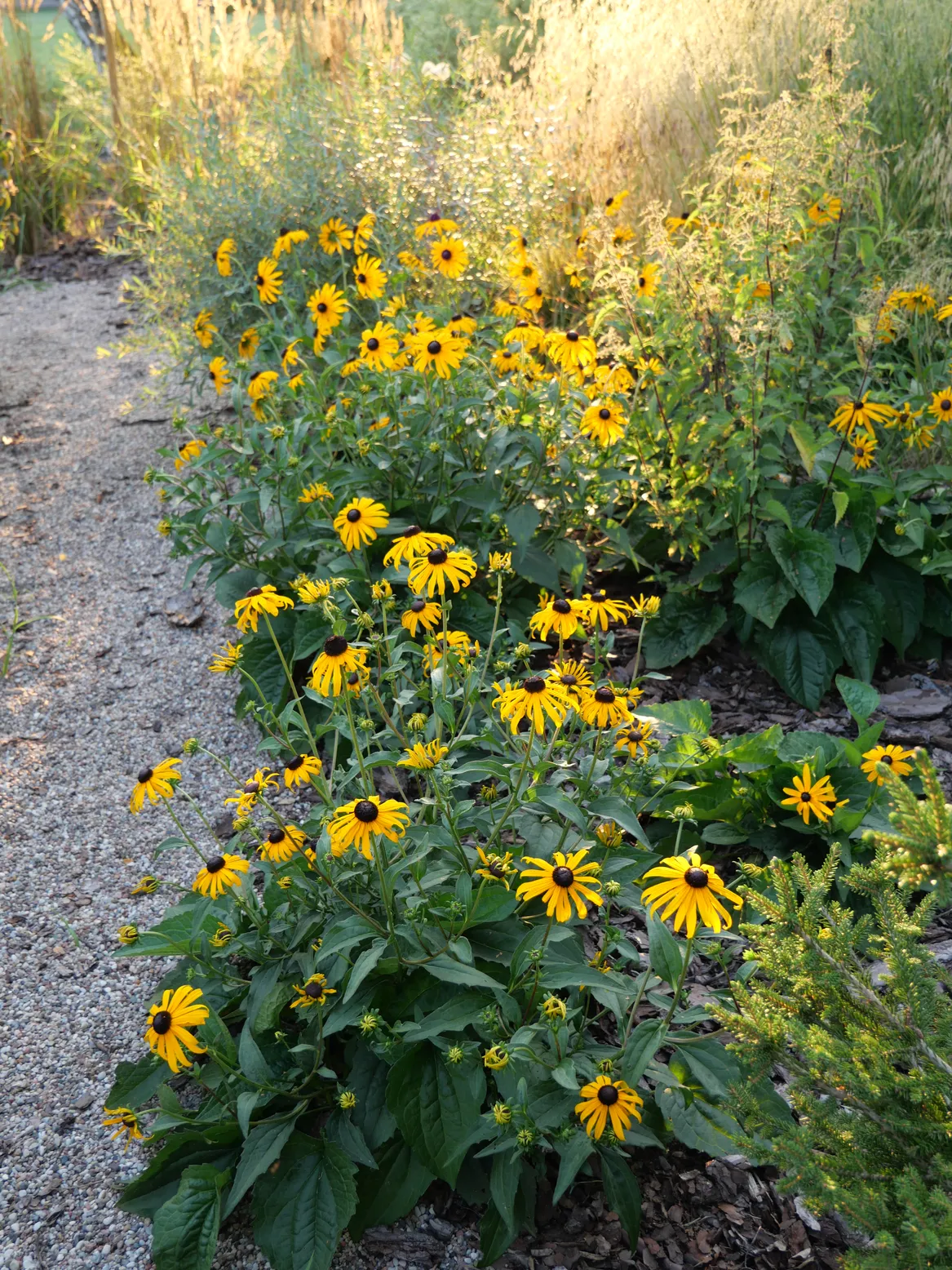 Rudbeckie na rabacie przy żwirowej ścieżce. Dom nad rzeką w Sochaczewie.