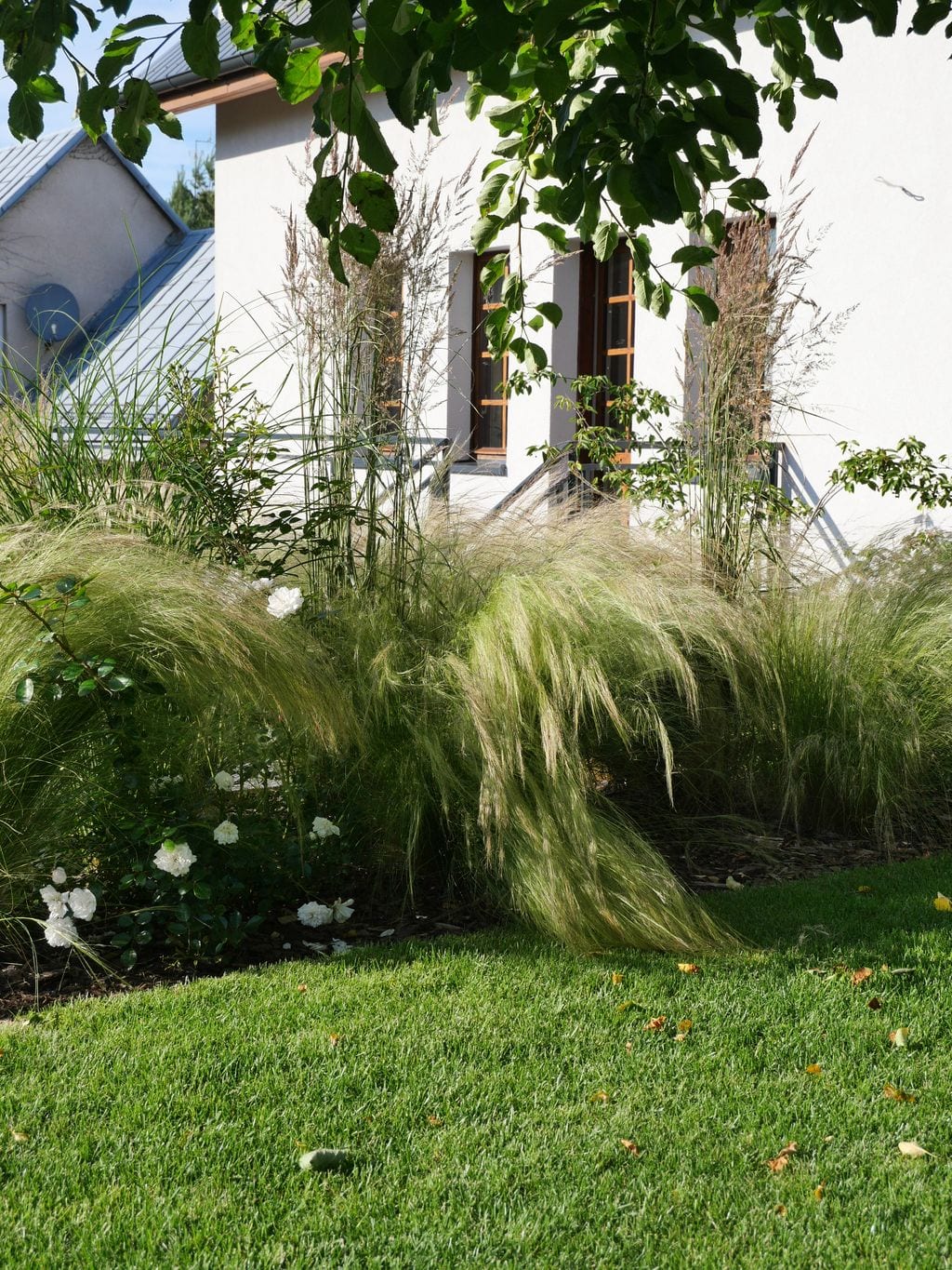 Stipy, trzcinniki i białe róże