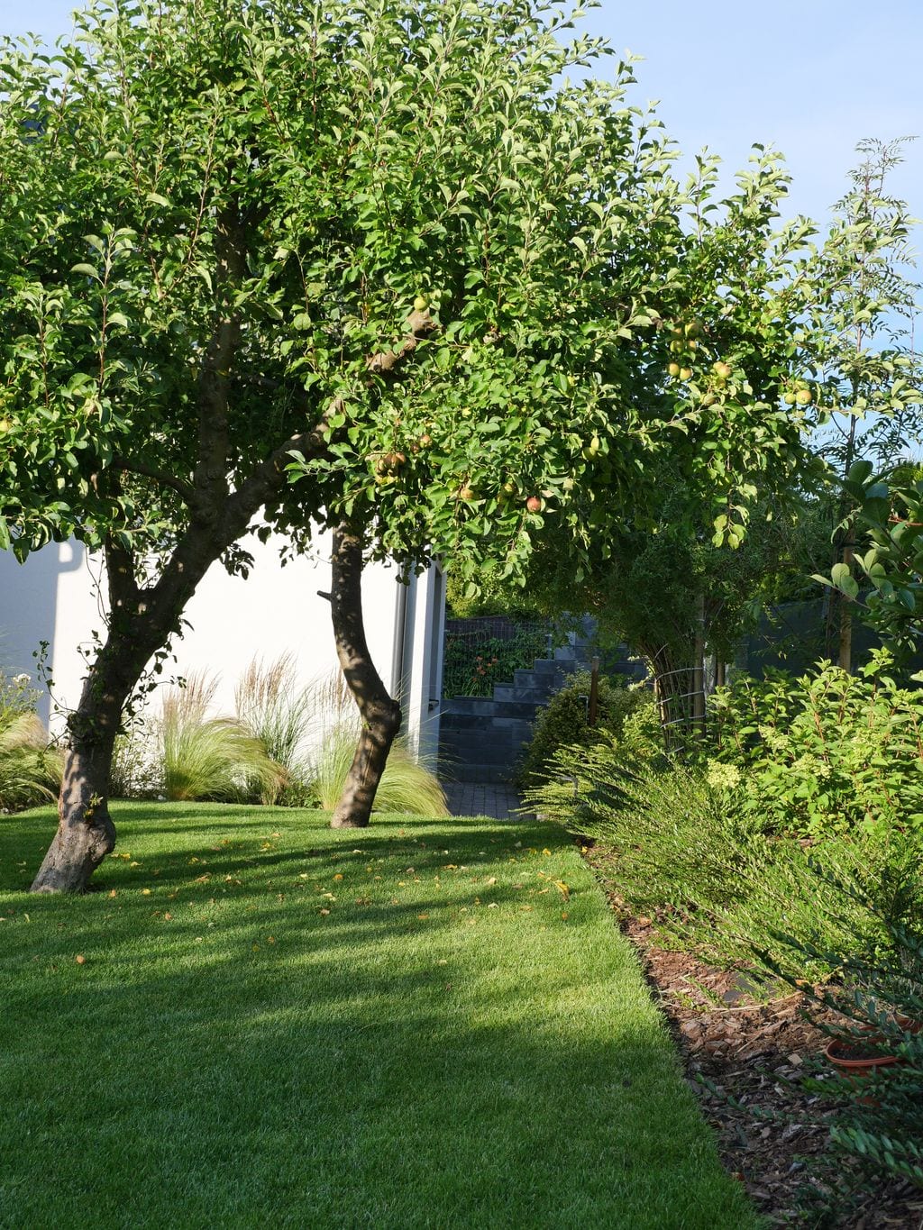 Drzewa owocowe w trawniku w sąsiedztwie rabaty z suchodrzewami.
