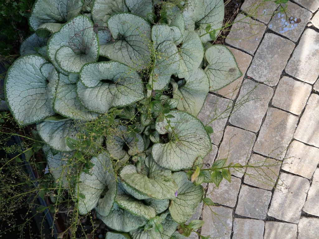 Brunery przy ścieżce brukowej