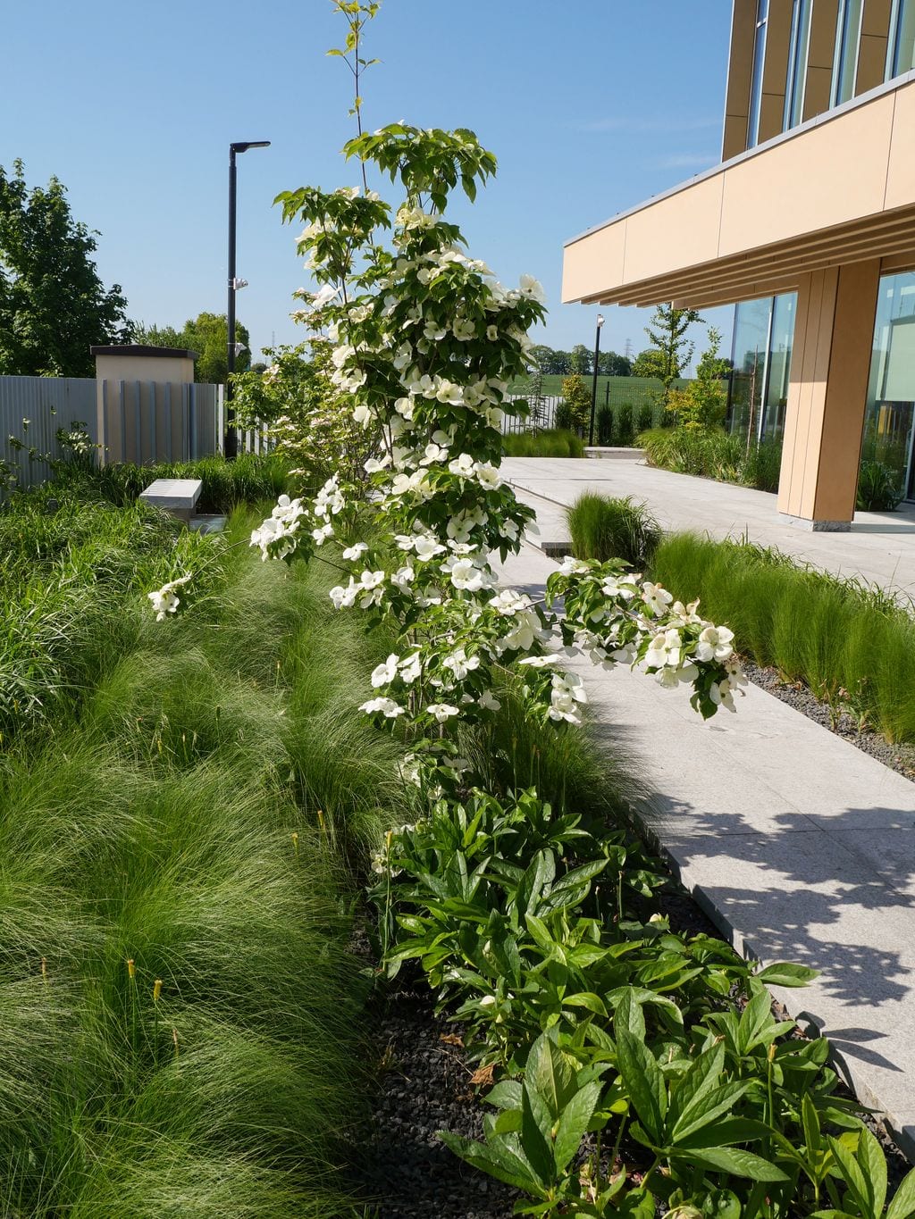 Kwitnący dereń Kousa, stipy, ciemierniki, granitowa ścieżka