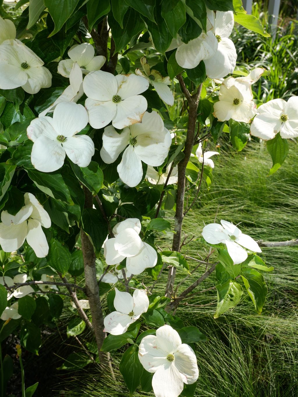 Zbliżenie na kwitnący dereń Kousa