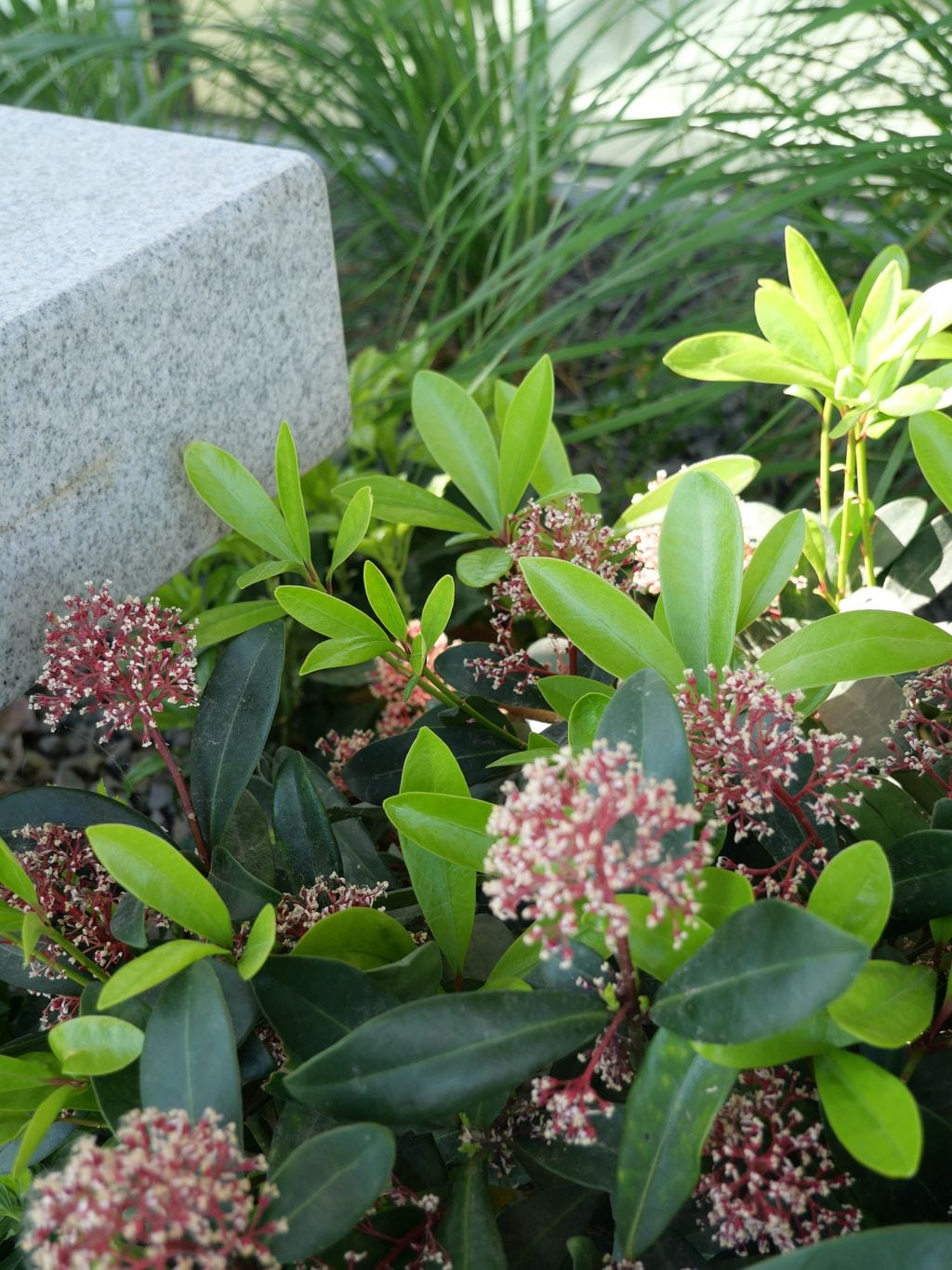 Zbliżenie na skimmię przy granitowej ławce