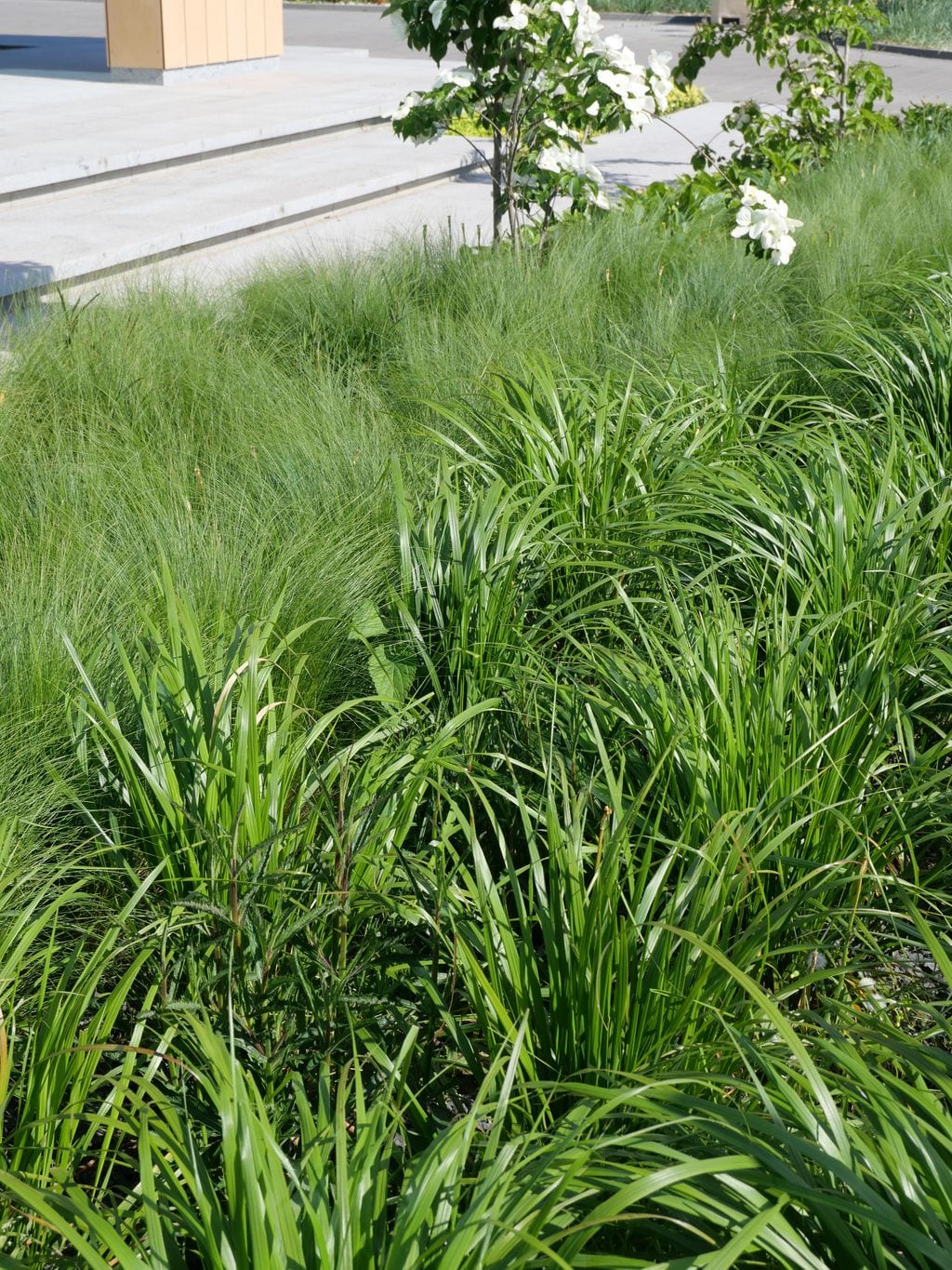 Trzcinnik krótkowłosy i stipa. W tle granitowe lewitujące stopnie prowadzące do biurowca.