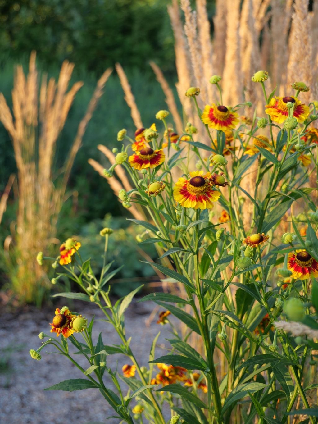 Dzielżan na tle trzcinników ostrokwiatowych i ścieżki żwirowej.