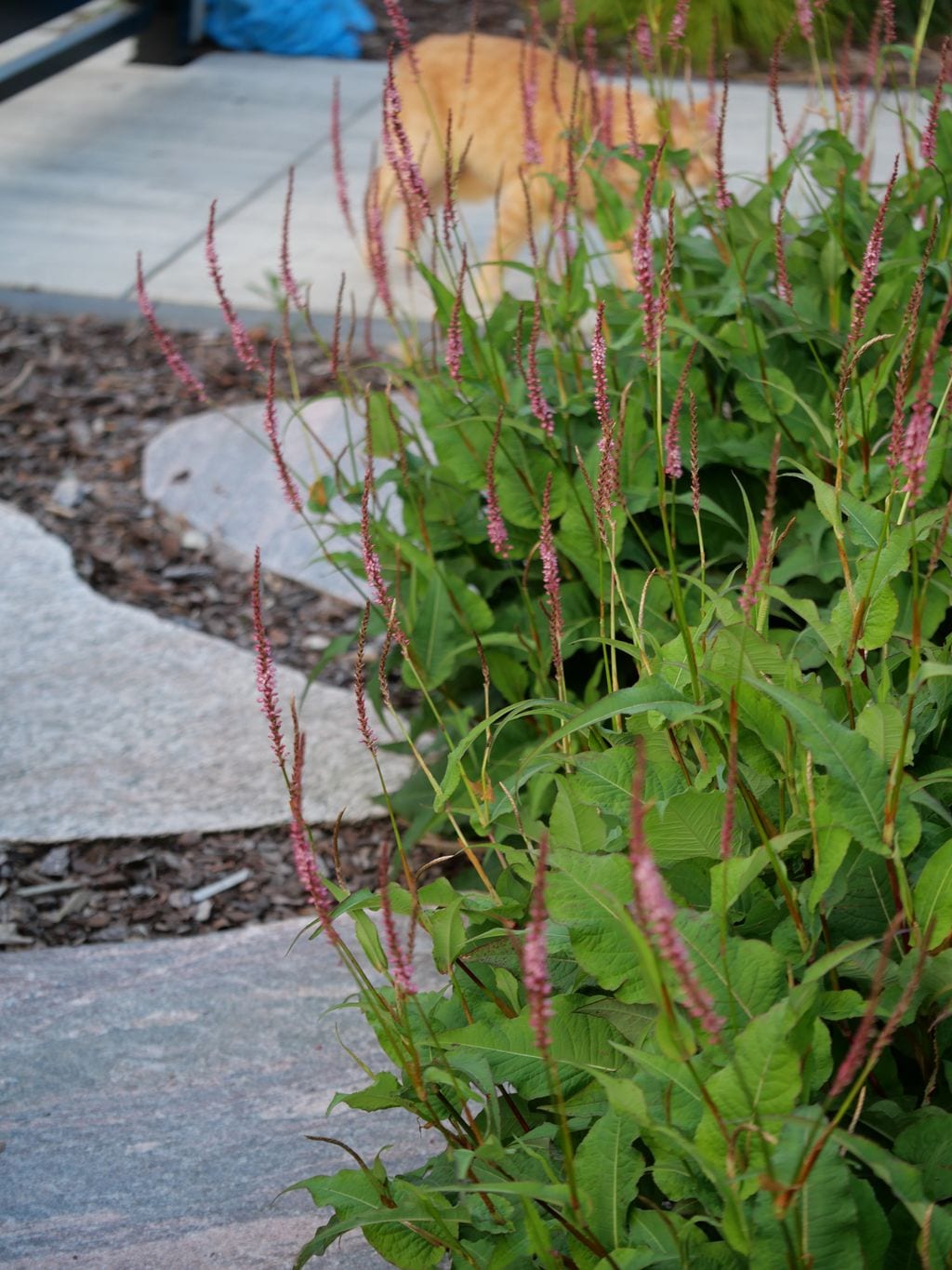 Ścieżka z kamiennych plastrów prowadząca na taras. Po prawej stronie kwitnący rdest.
