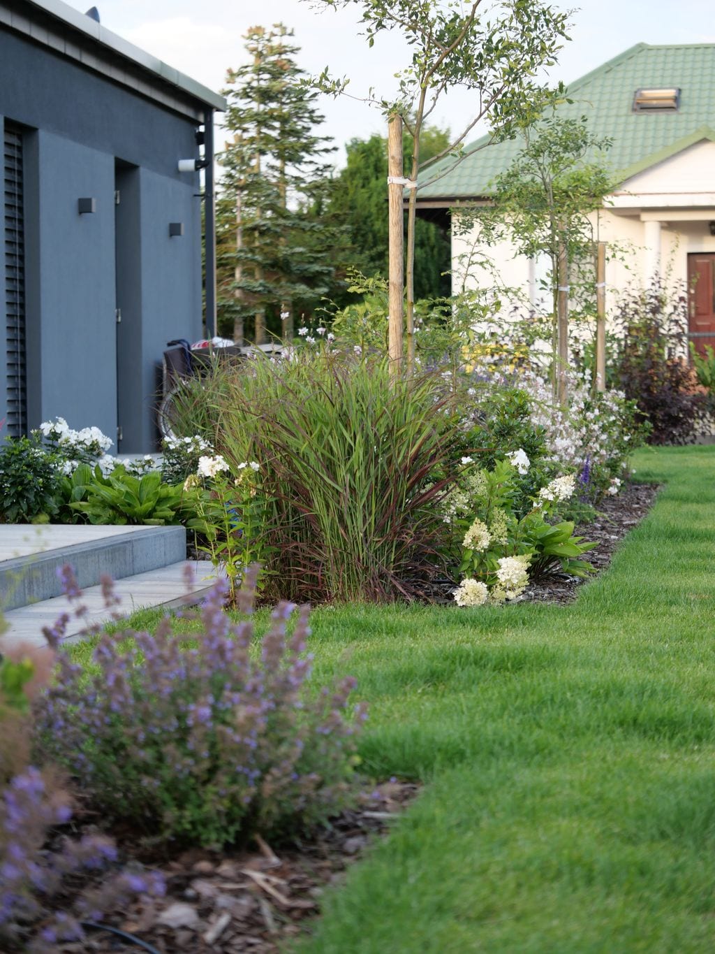 Tylna część ogrodu z miękkimi nasadzeniami i trawnikiem. Hortensje, białe róże, kocimiętka, proso i brzostownice.