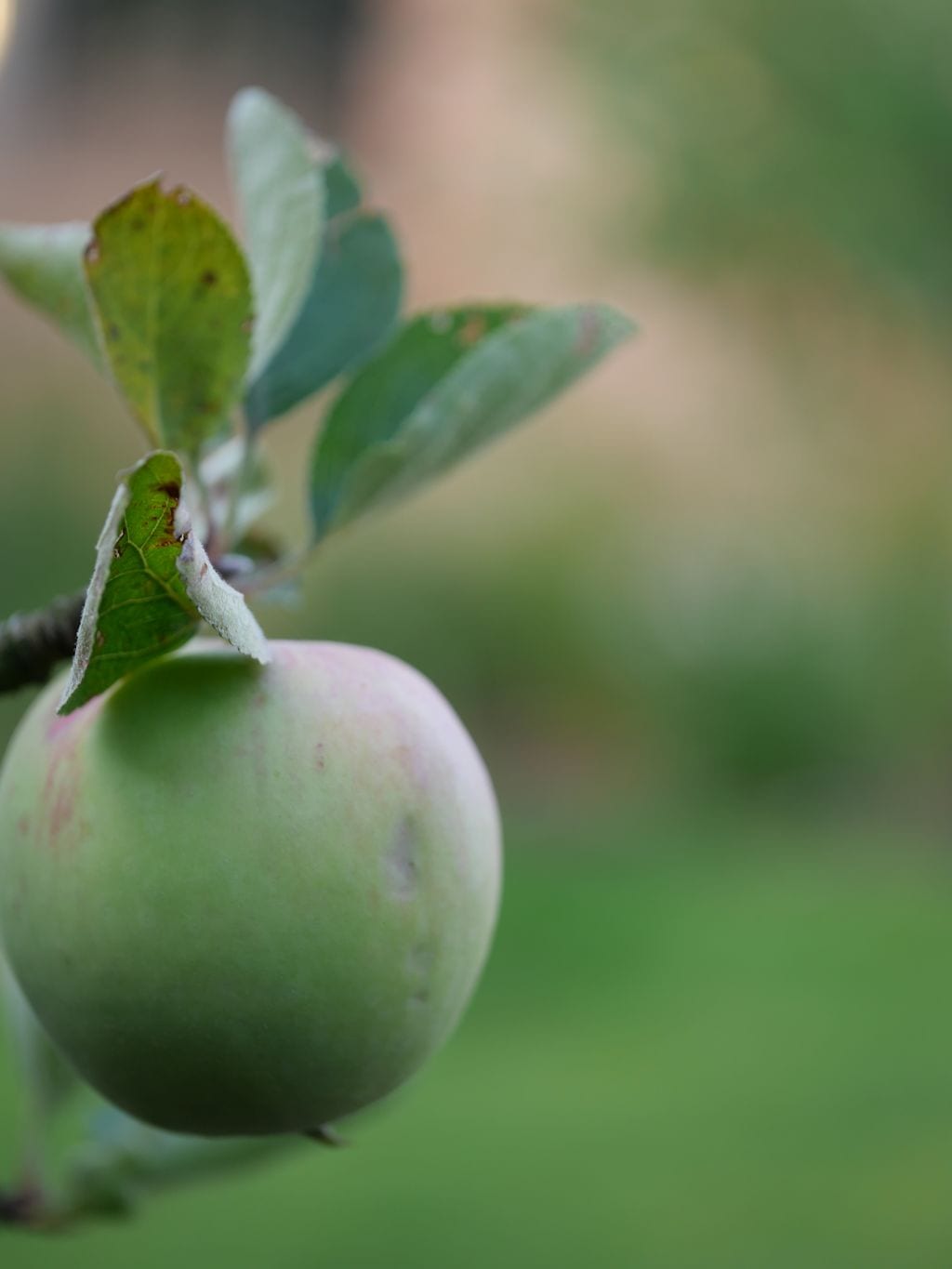 Zbliżenie na jabłko rosnące na drzewie.