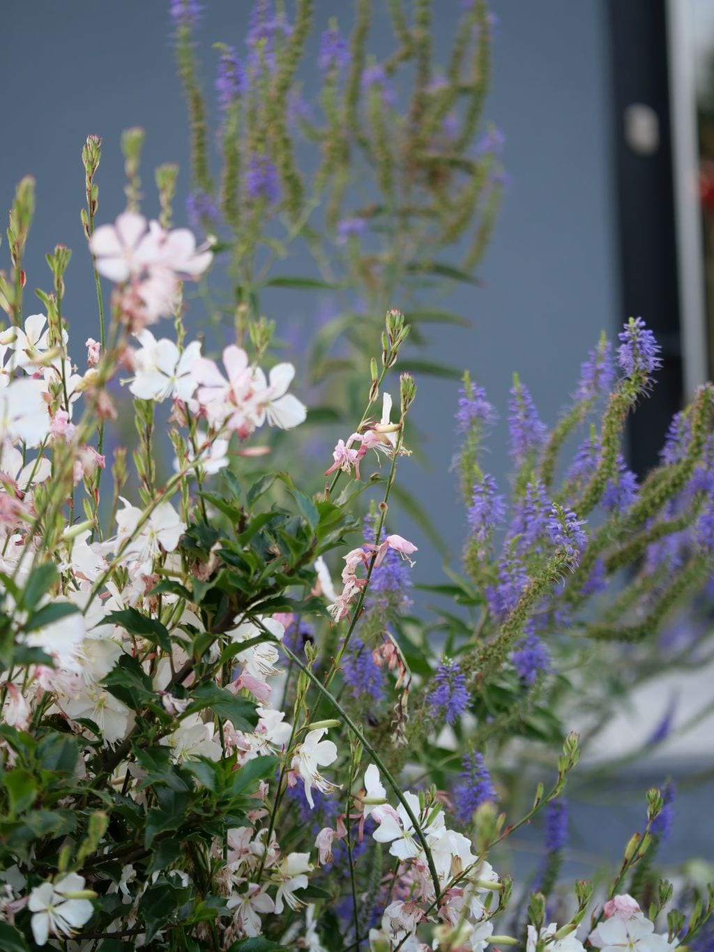 Zbliżenie na gaurę i przetacznik