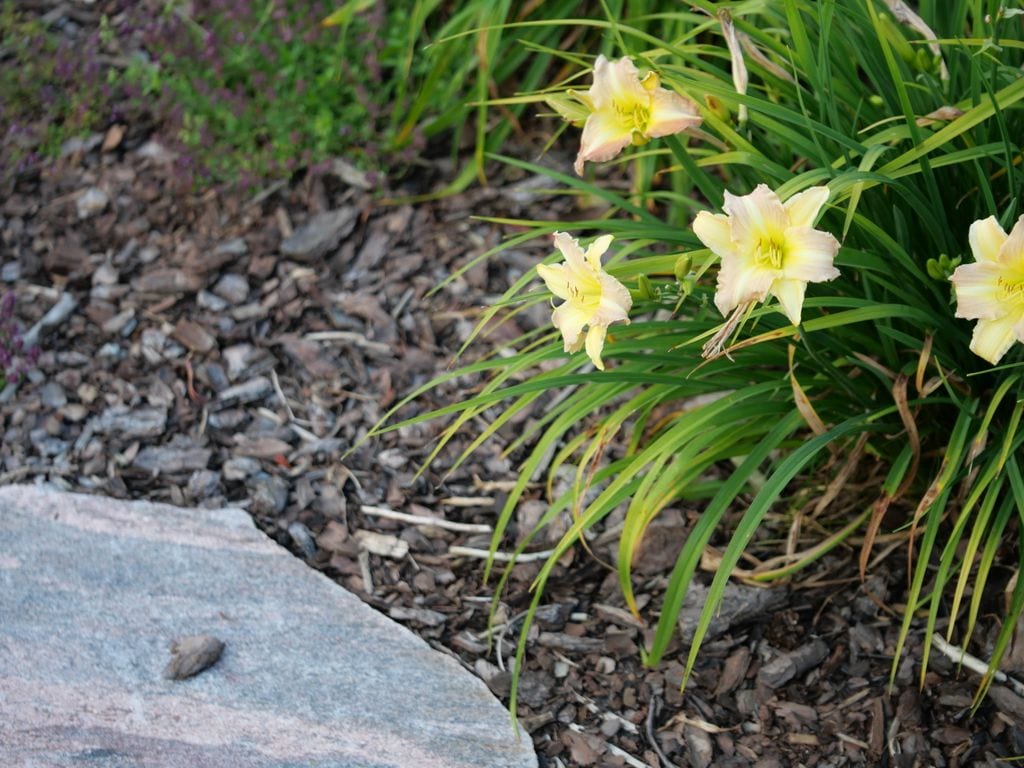 Żółto-różowe liliowce przy kamiennej ścieżce. Rabata ściółkowana korą sosnową.