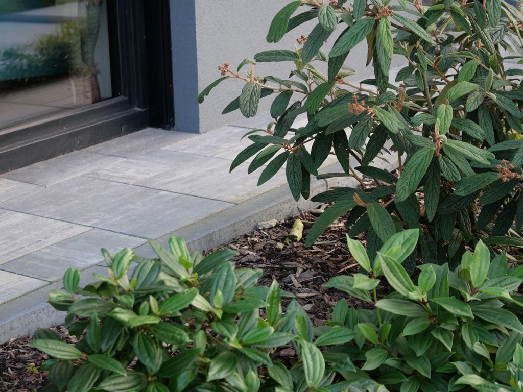 Kalina sztywnolistna wraz z kaliną Dawida.