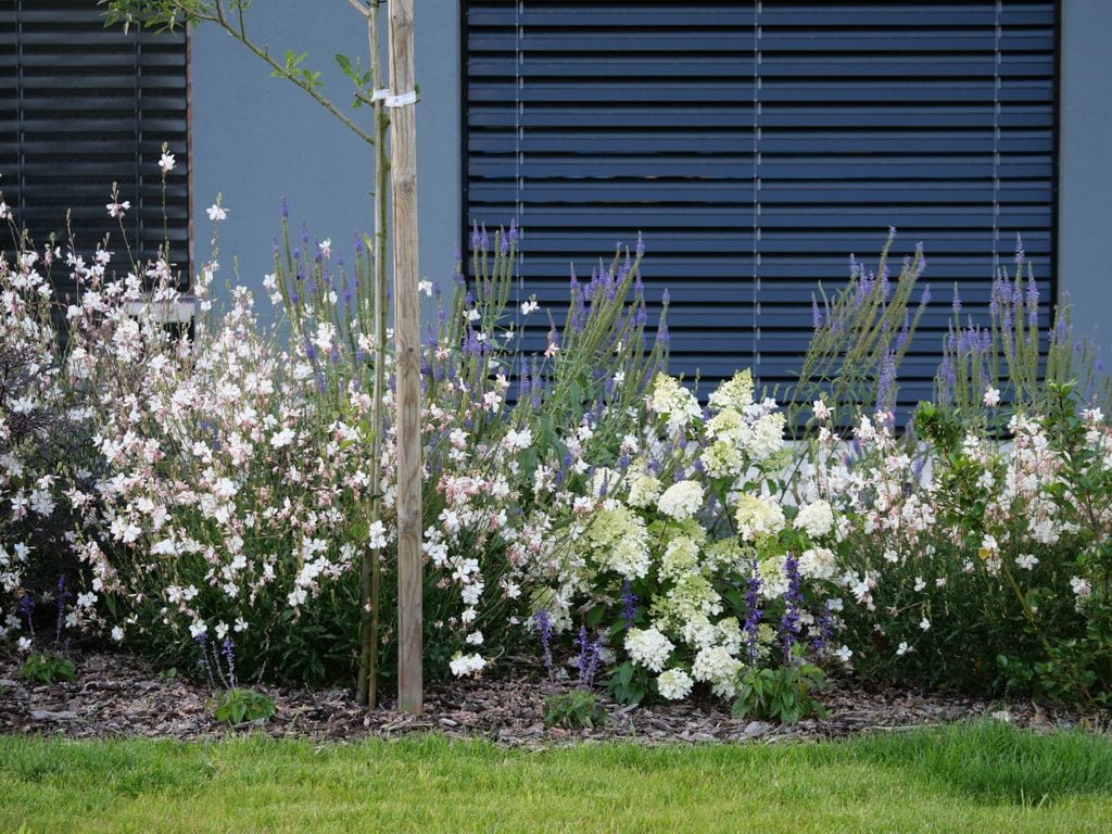 Rabata z hortensjami 'Little Lime', gaurą i przetacznikiem