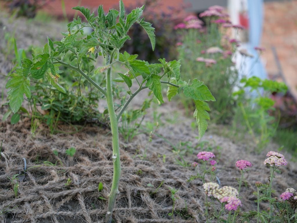 Pomidor na ziemiance. Skarpa umocniona siatką z włókna kokosowego