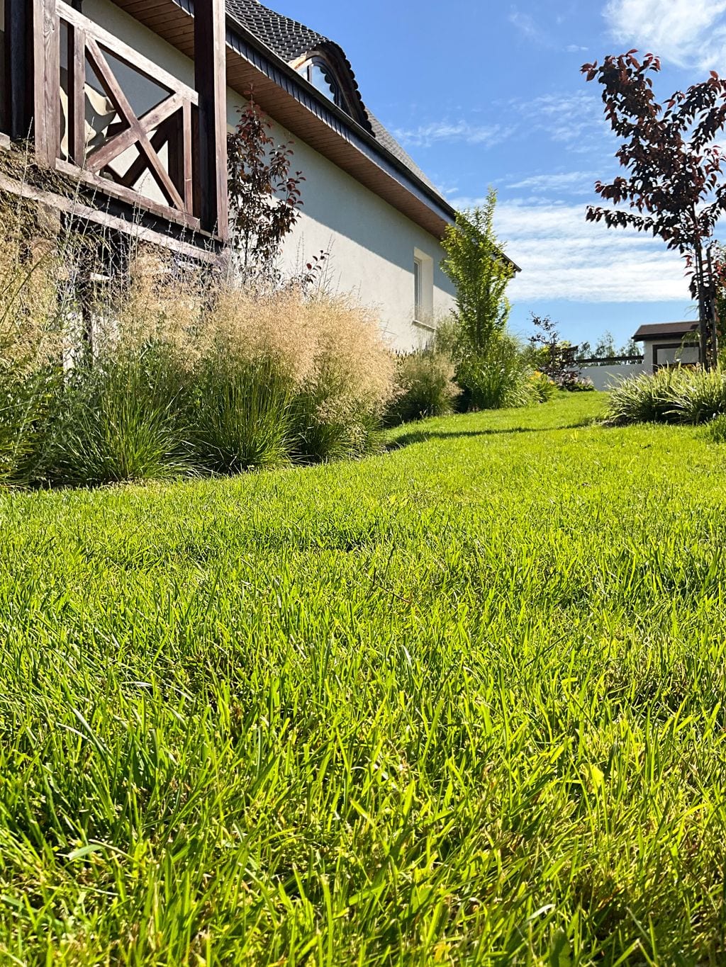 Widok z trawnika. Buki czerwone, śmiałki darniowe.