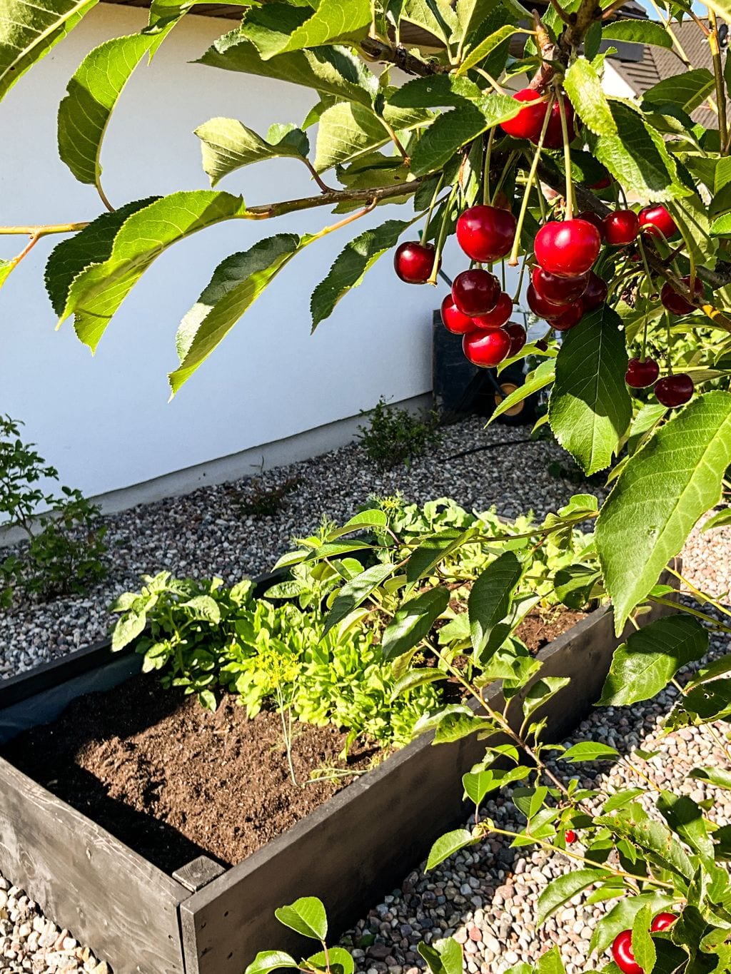 Warzywnik z podniesioną grządką. Wiśnie.