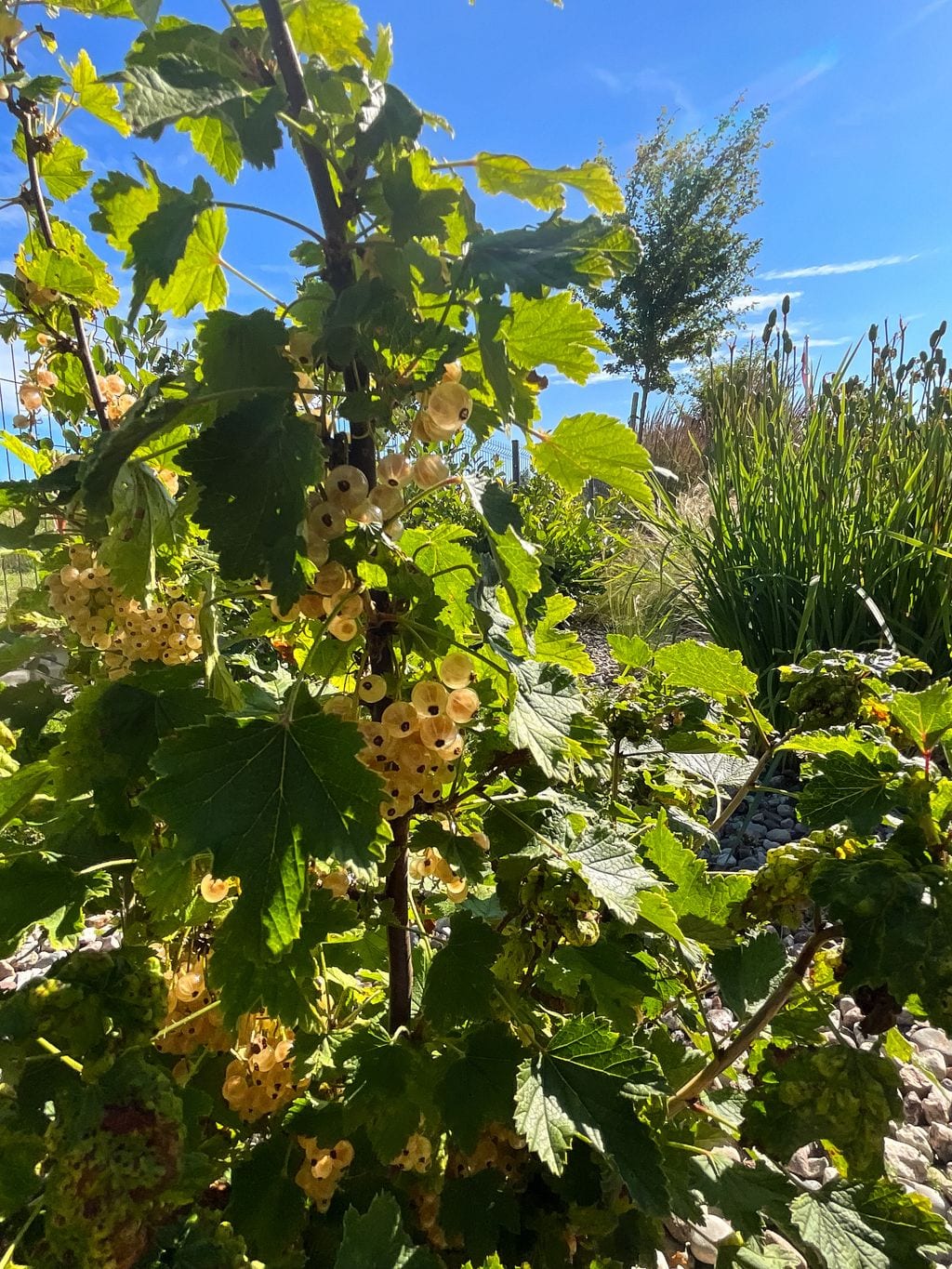 Zbliżenie na białą porzeczkę.