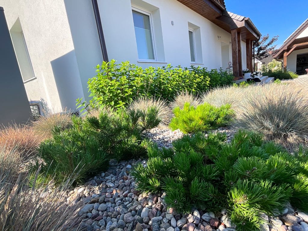 Sosny i kostrzewy. Rabata ściółkowana żwirem.